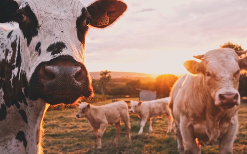 Gesunde Tiere für gesunde Ernährung